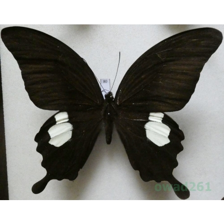 Papilio sataspes Felder & Felder, 1864 Indonesia, Sulawesi 105mm80